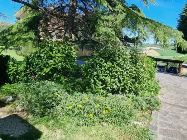 Il giardino immenso con la sua vegetazione.